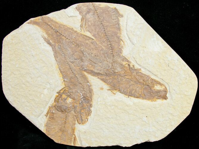Bargain Knightia Fossil Fish Plate #10894